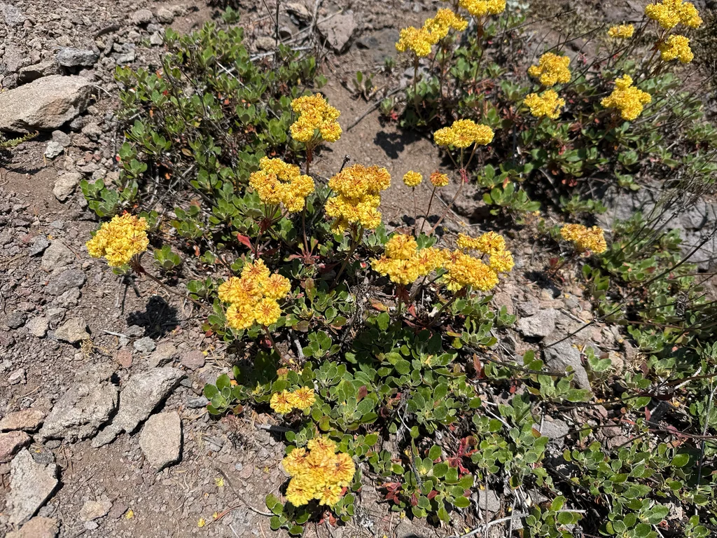 Eriogonum Umbellatum