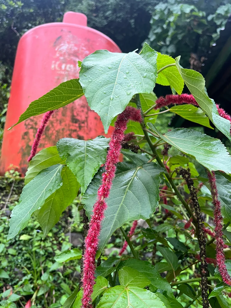 Acalypha hispida