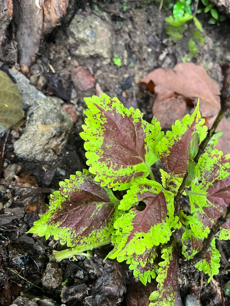 Coleus scutellarioides