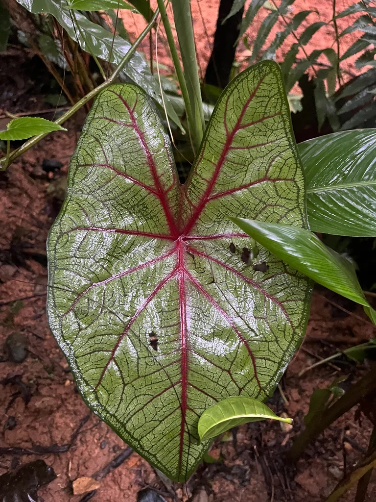 Caladium hortulanum