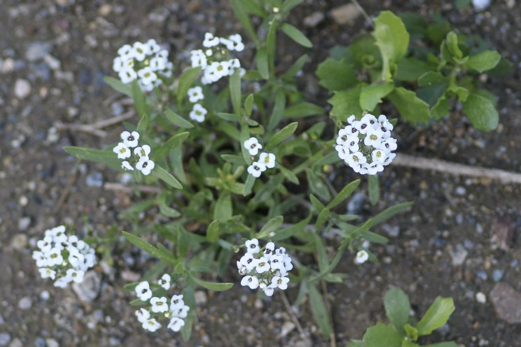 Lobularia maritima