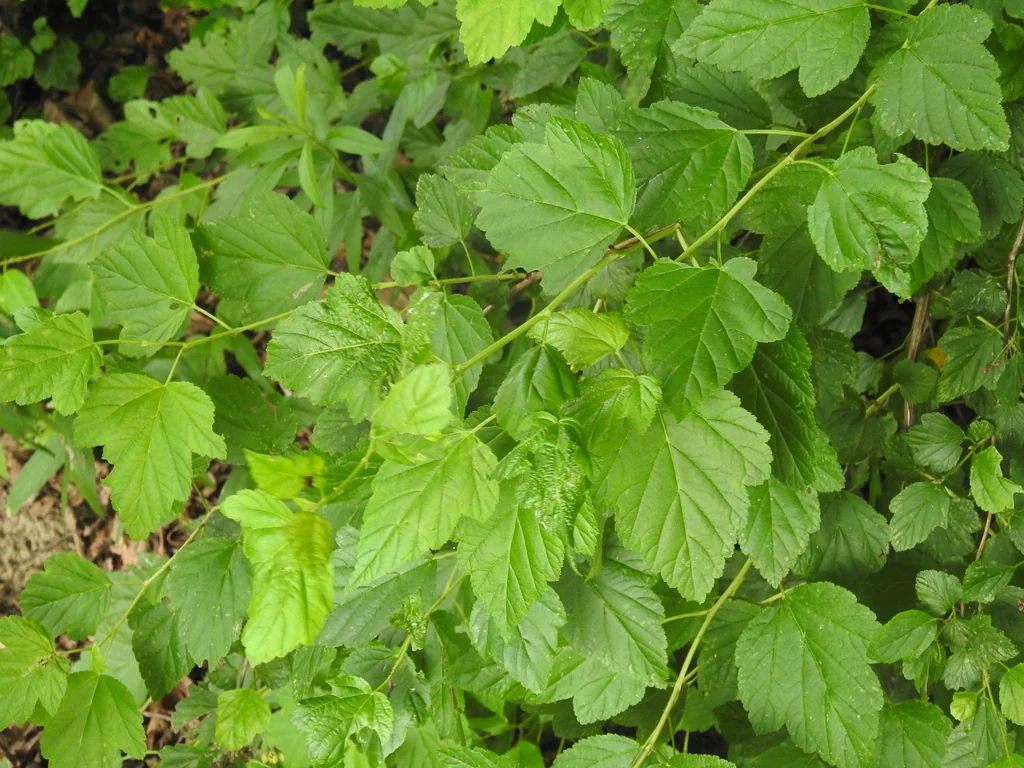 Physocarpus opulifolius