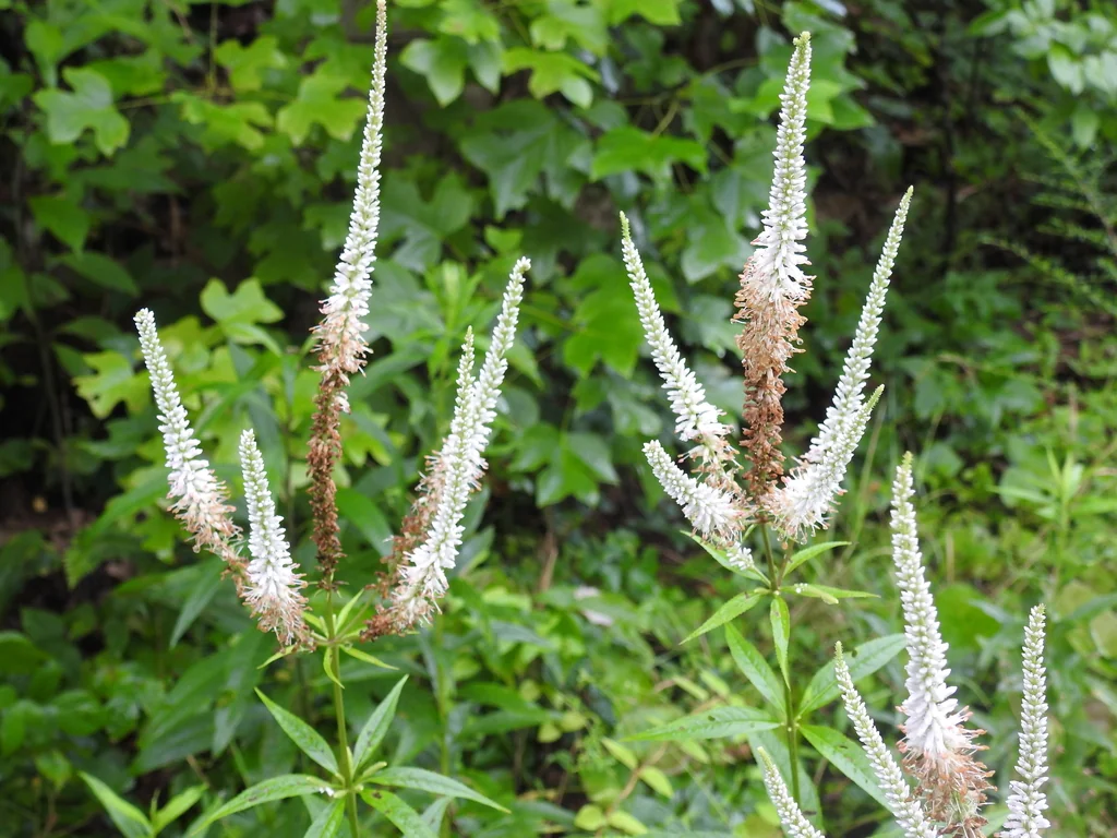 Veronicastrum Virginicum