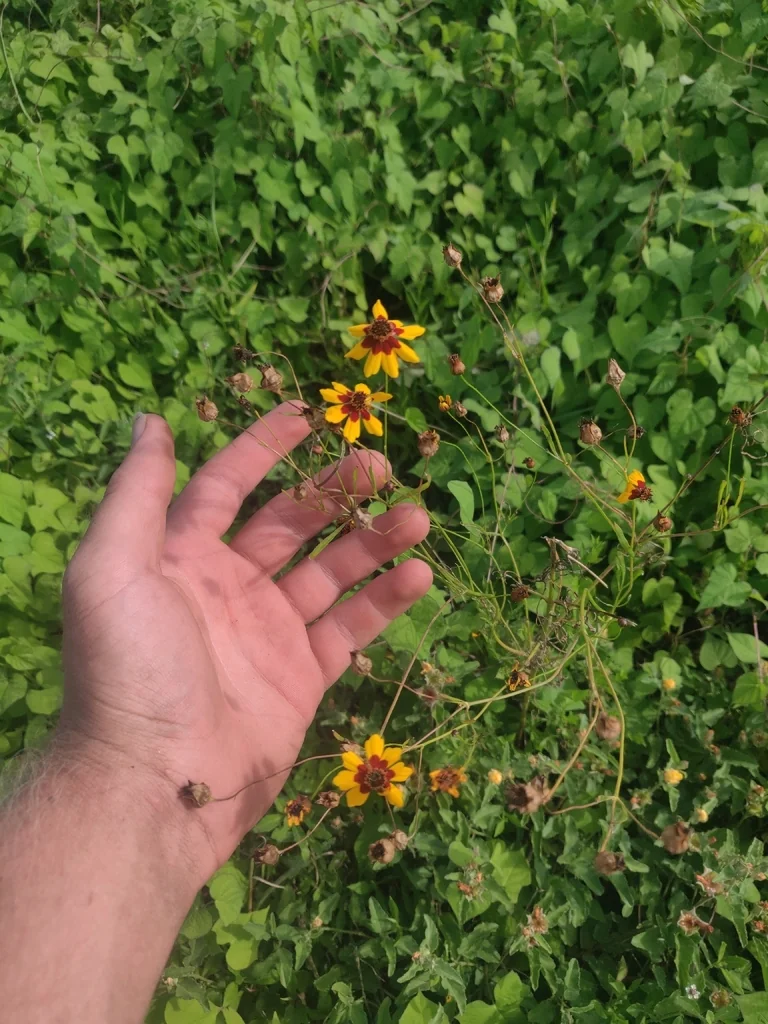 Coreopsis Tinctoria