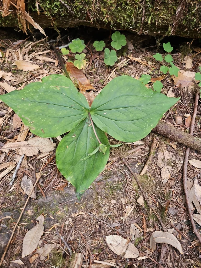 Trillium Ovatum