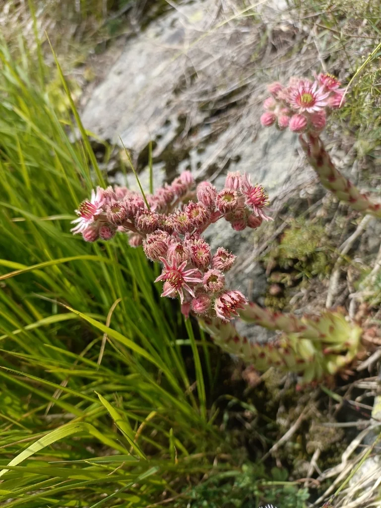 Sempervivum Tectorum