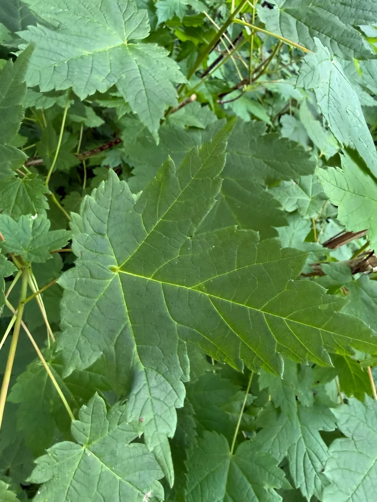 Acer Spicatum