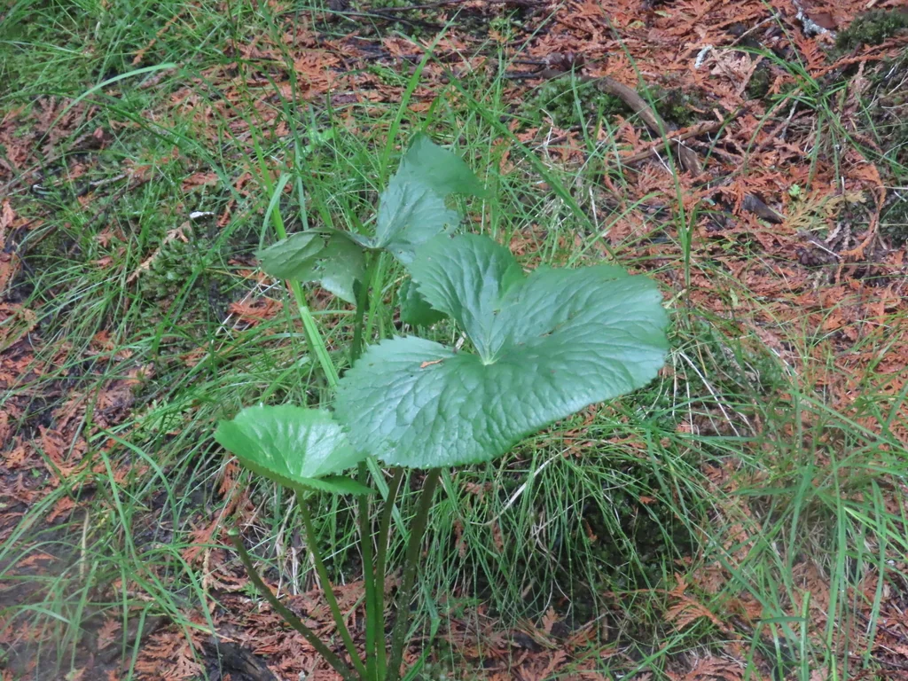 Caltha Palustris
