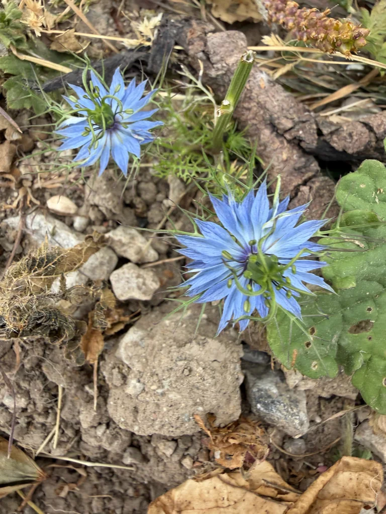 Nigella Damascena