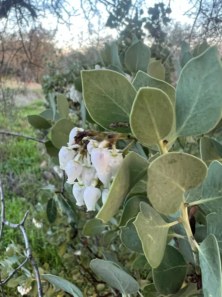 Arctostaphylos Viscida