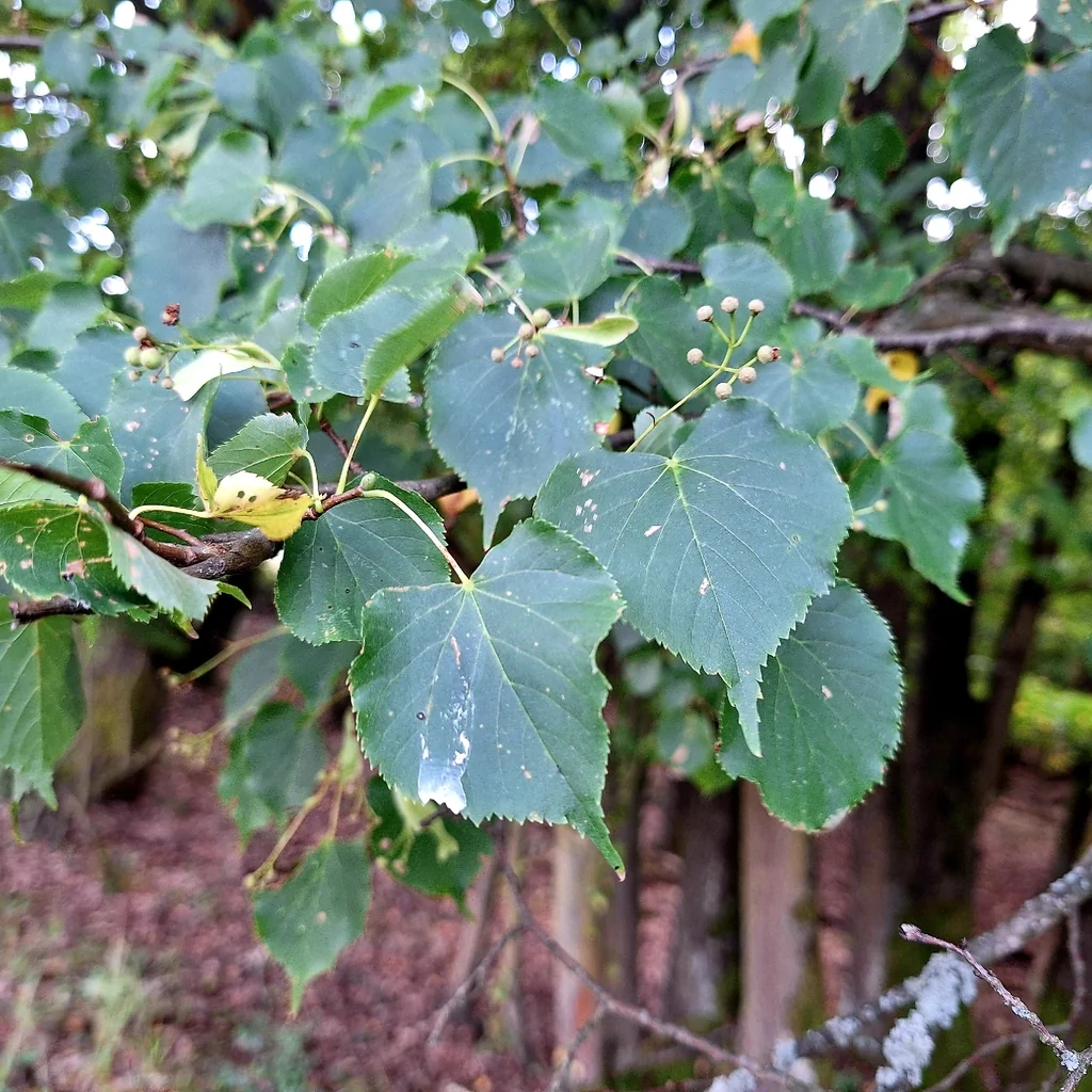 Tilia Cordata