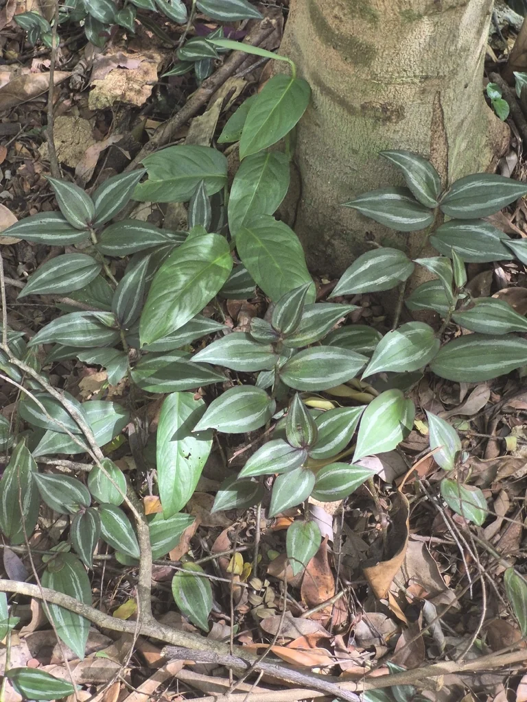 Tradescantia Zebrina