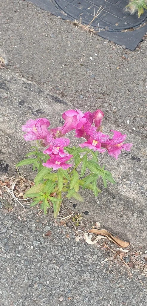 Antirrhinum Majus