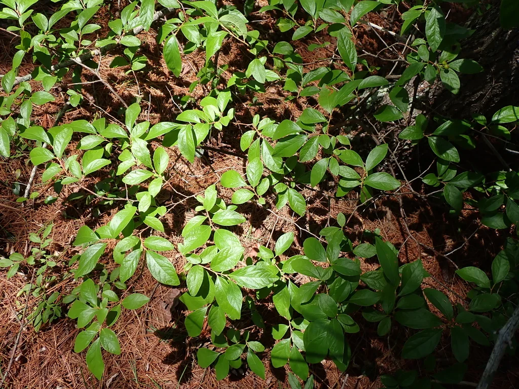 Gaylussacia Baccata