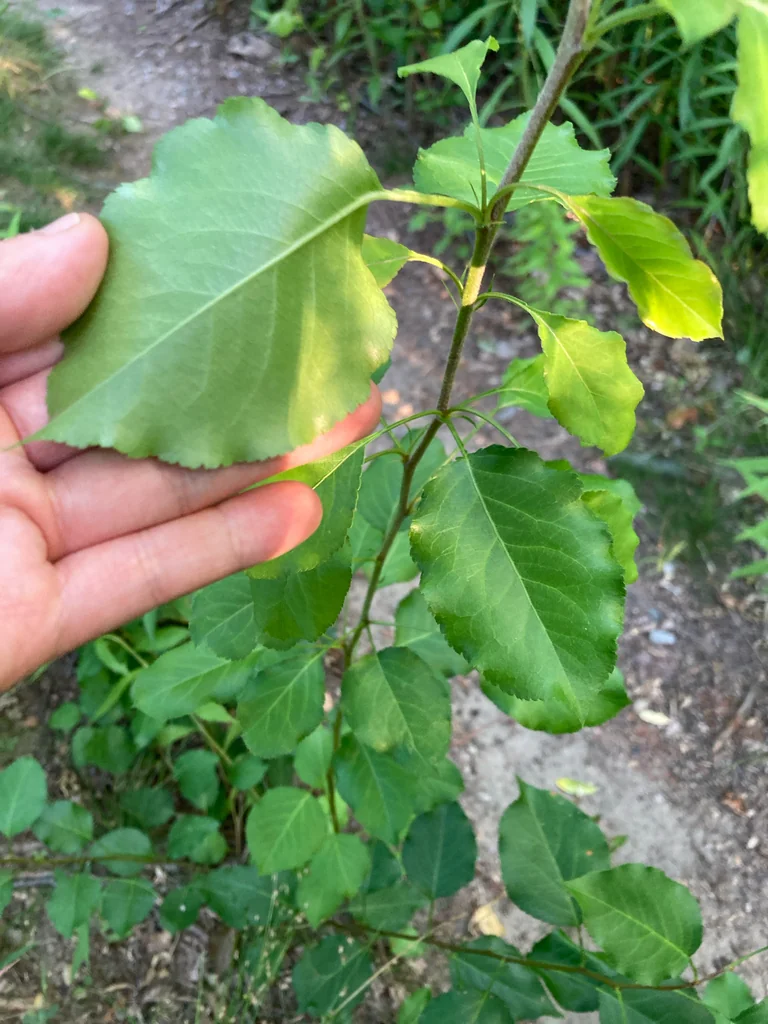 Pyrus Calleryana