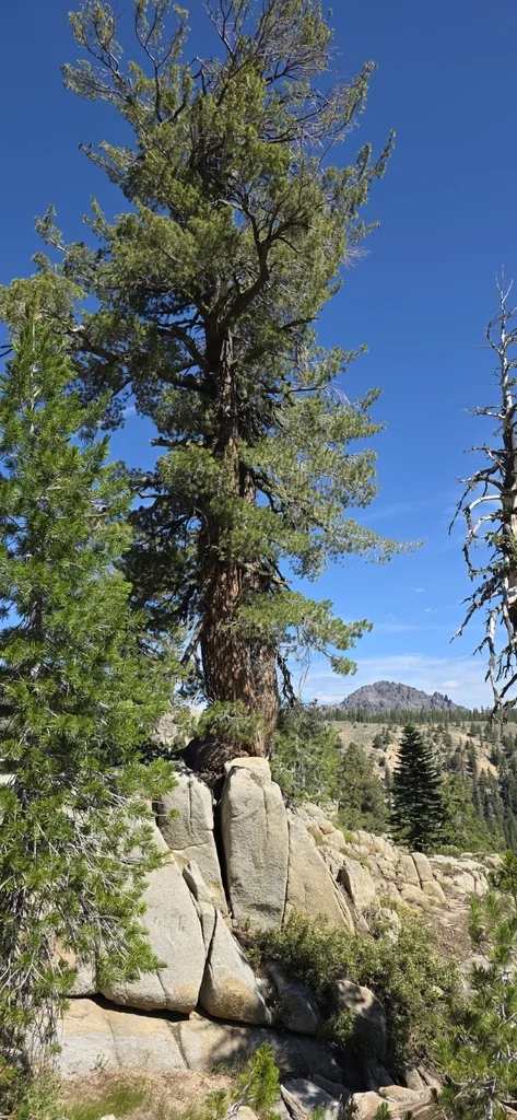 Pinus Monticola