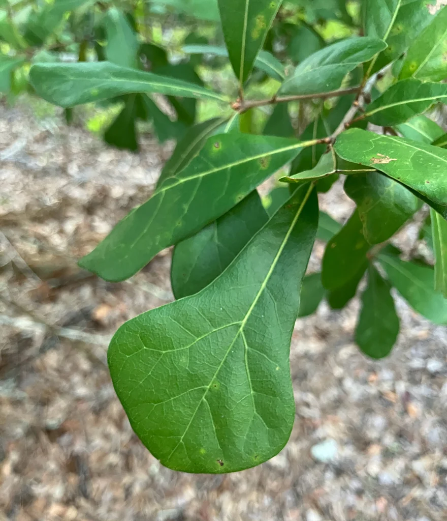 Quercus Nigra