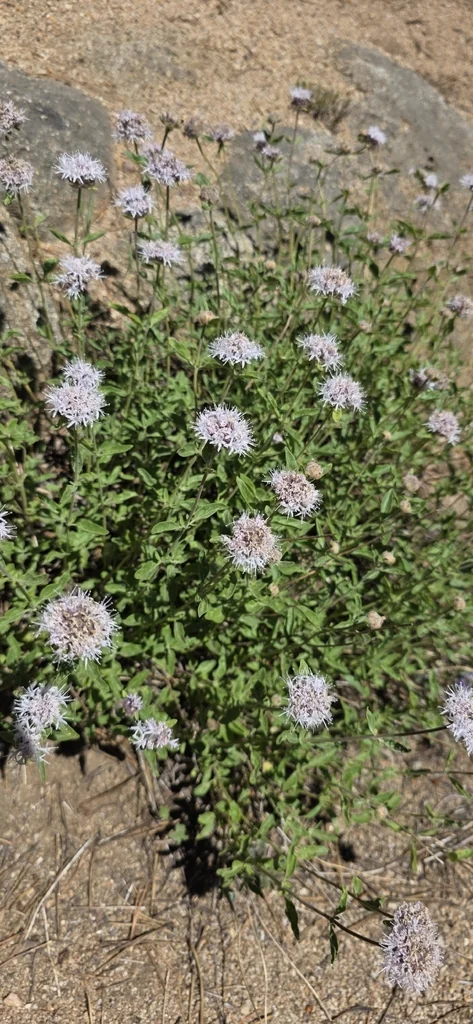 Monardella Odoratissima