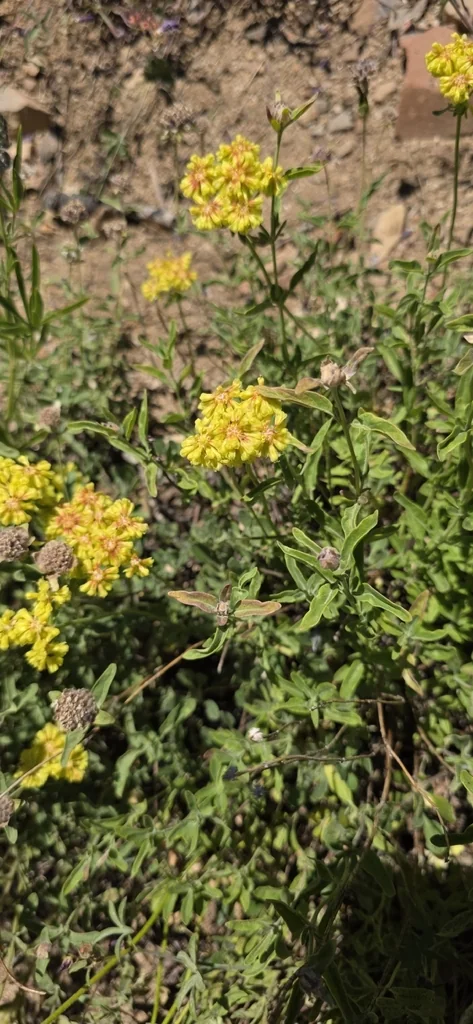 Eriogonum Umbellatum