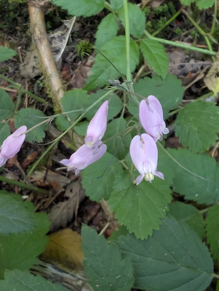 Dicentra Formosa