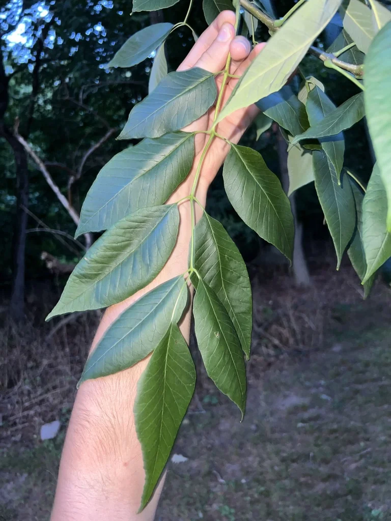 Fraxinus Americana