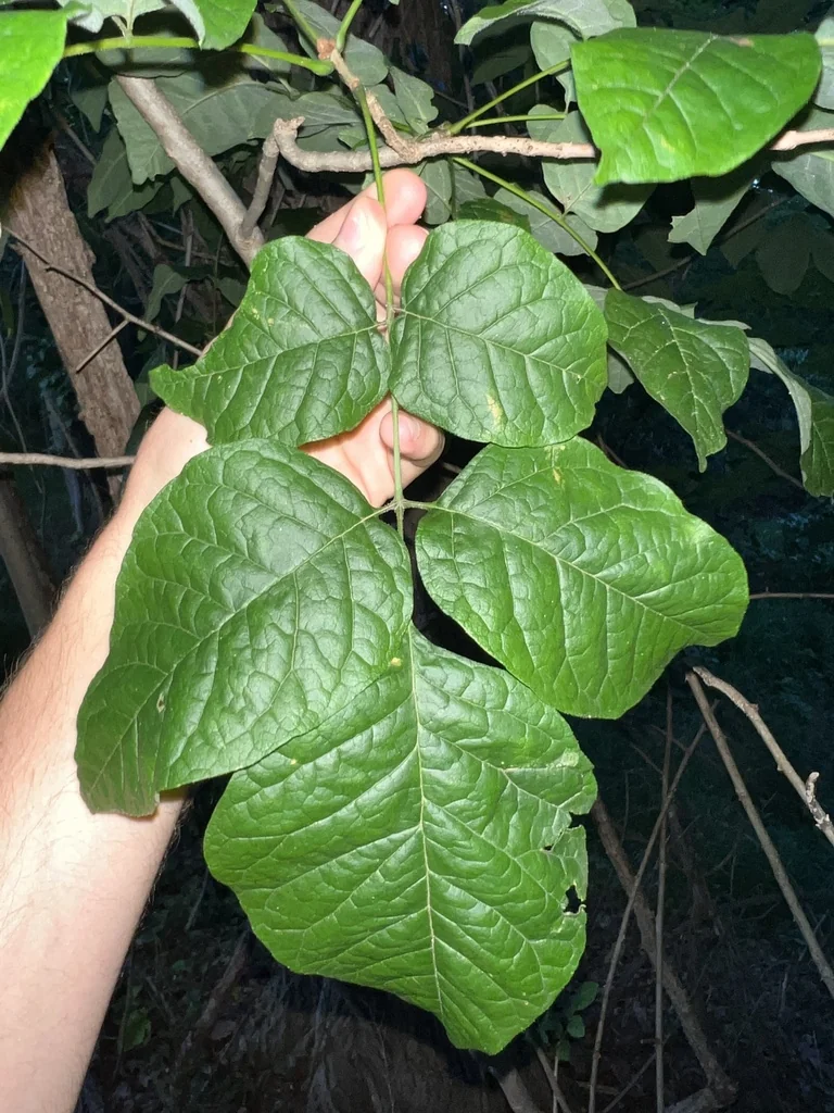 Fraxinus Americana