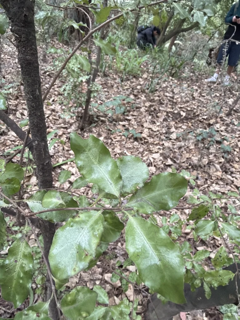 Pittosporum Tenuifolium