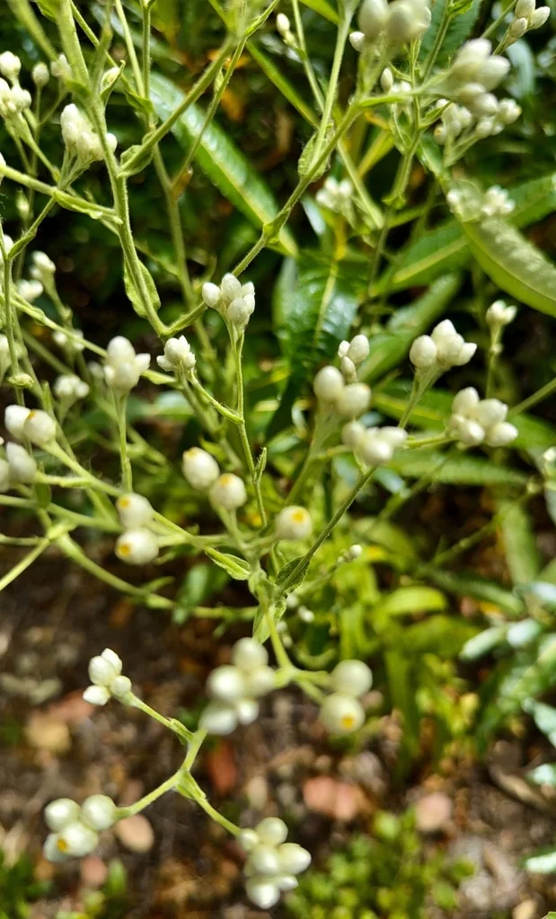Pseudognaphalium Californicum