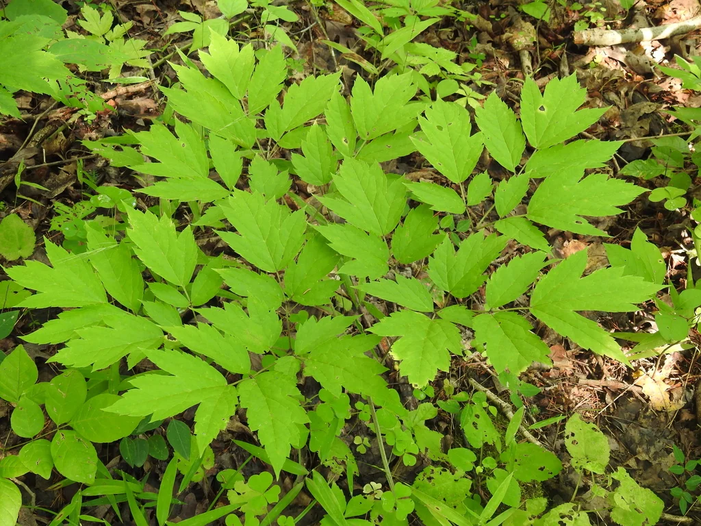 Actaea Racemosa
