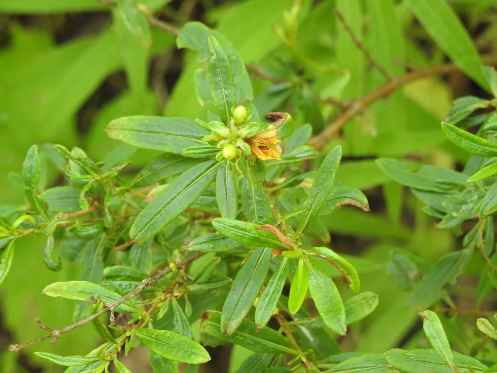 Hypericum Prolificum