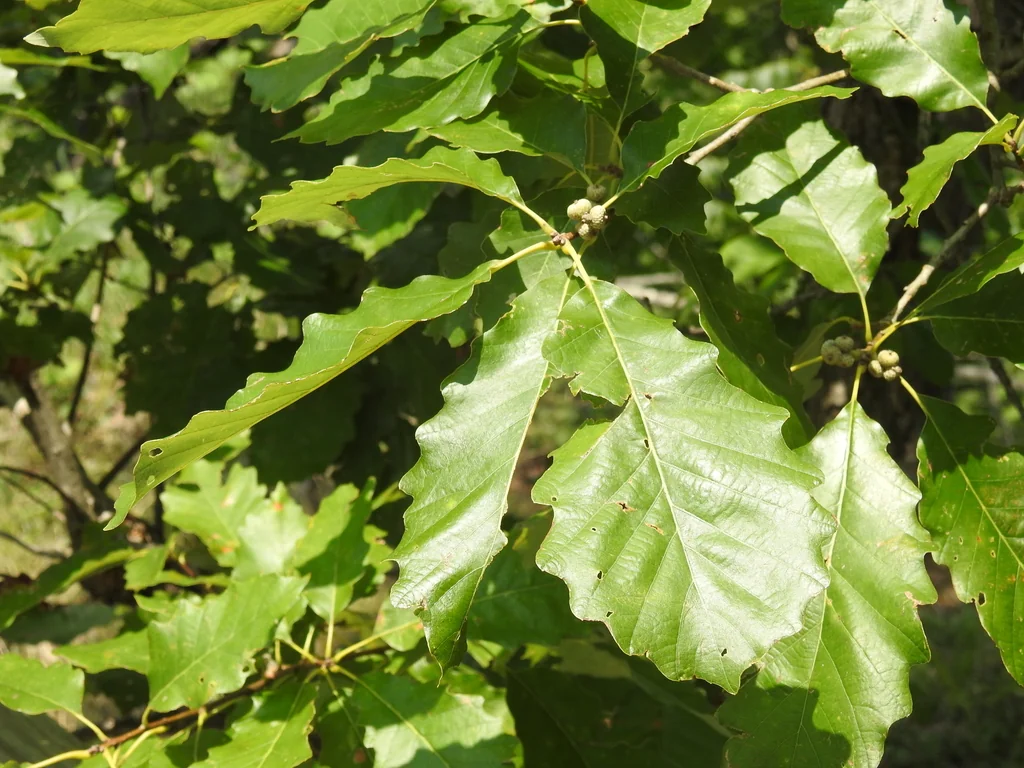 Quercus Muehlenbergii