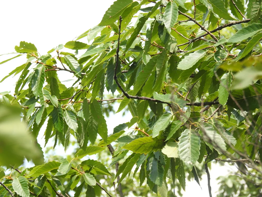 Quercus Muehlenbergii