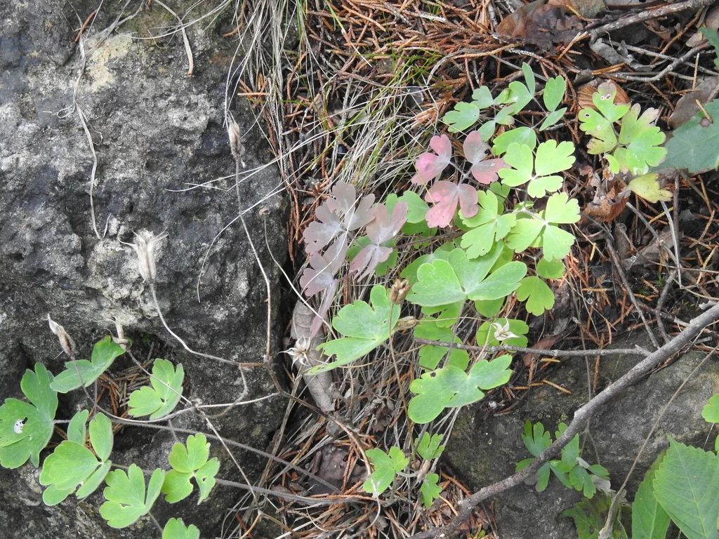Aquilegia Canadensis