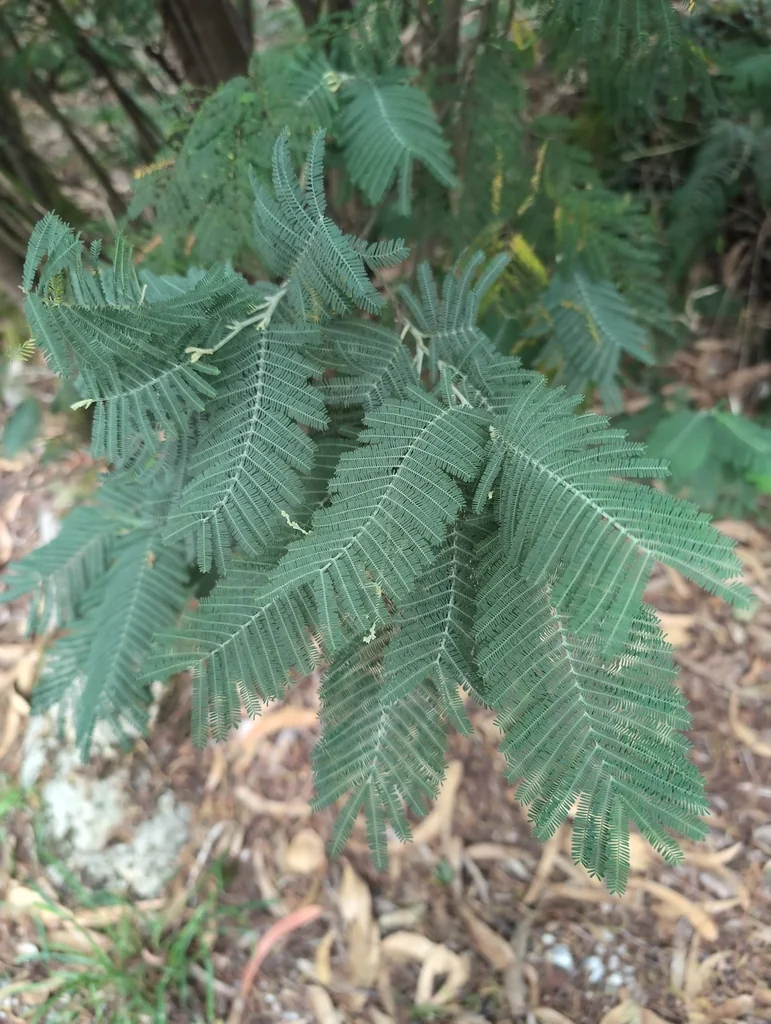 Acacia Dealbata