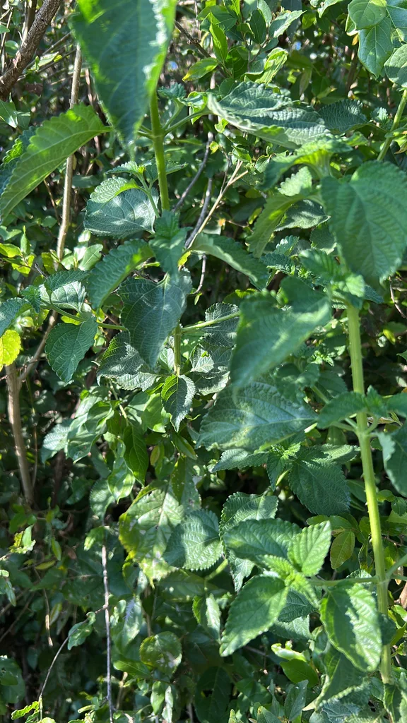 Lantana camara