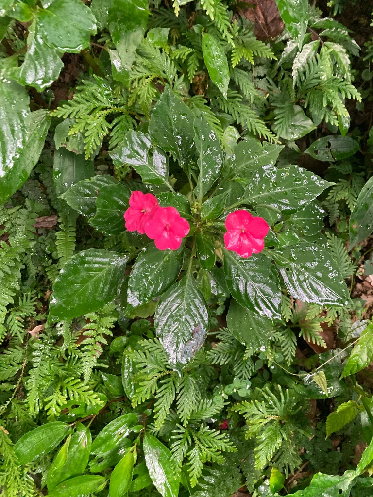 Impatiens walleriana