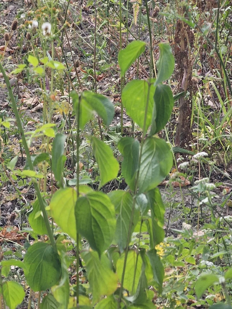 Cornus Mas
