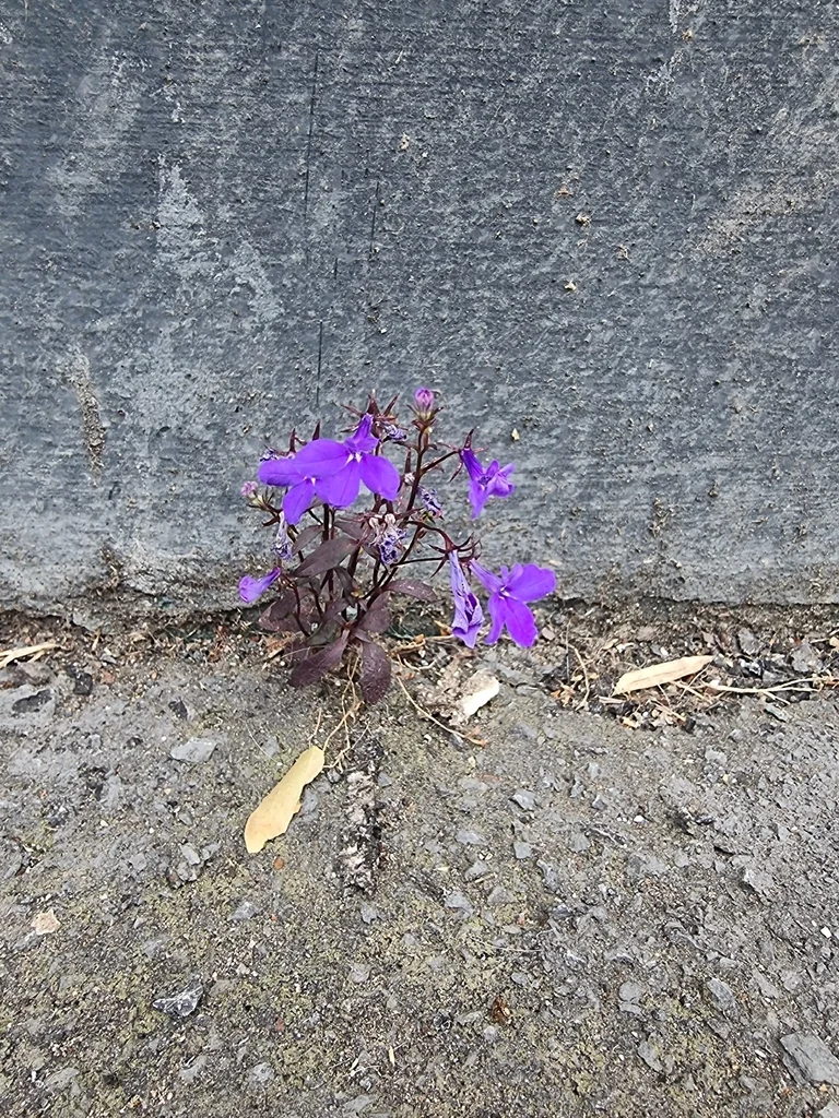 Lobelia erinus