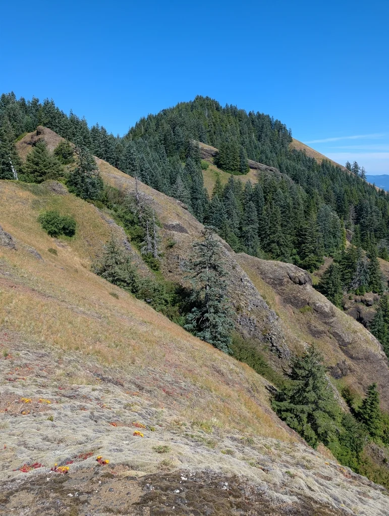 Abies Procera