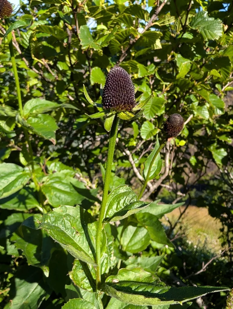 Rudbeckia Occidentalis