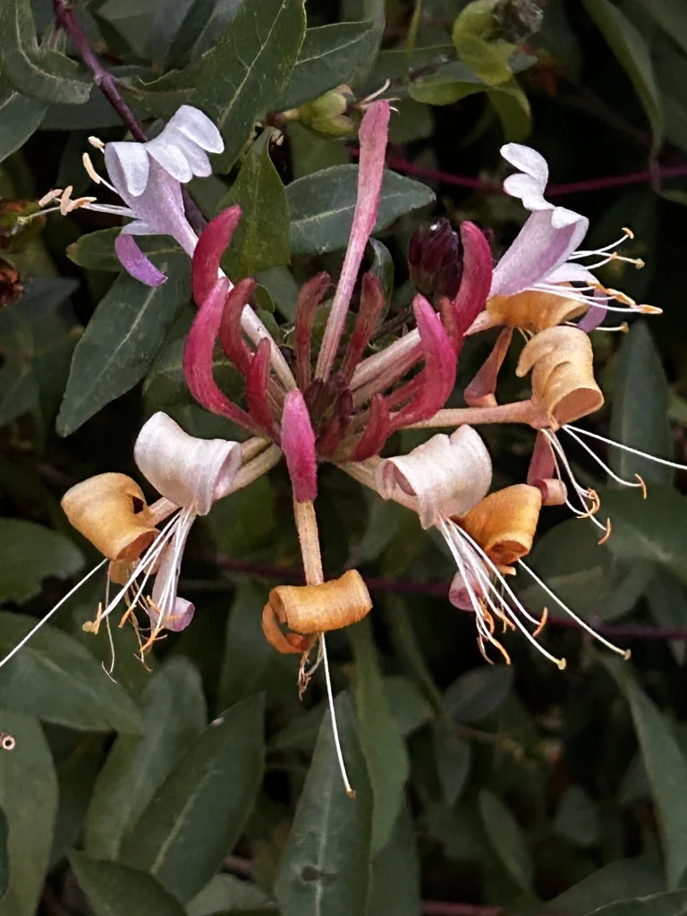Lonicera periclymenum