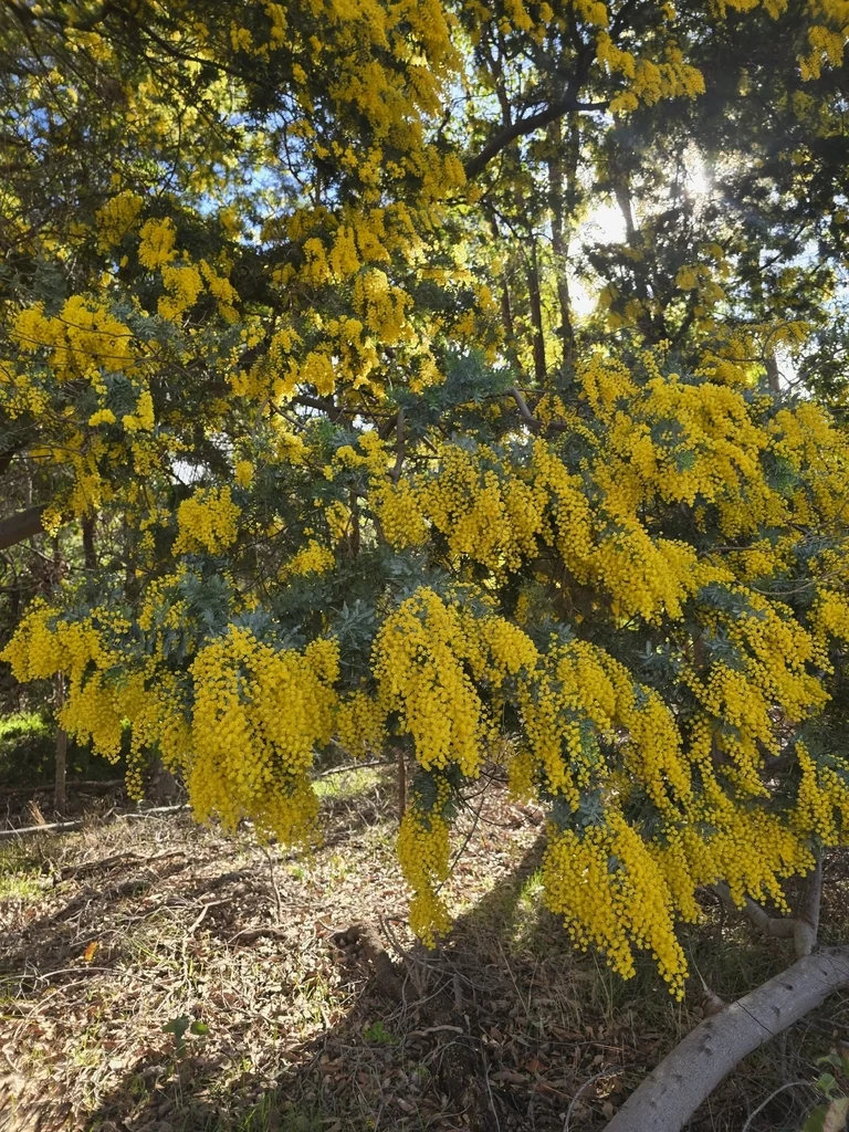 Acacia Baileyana