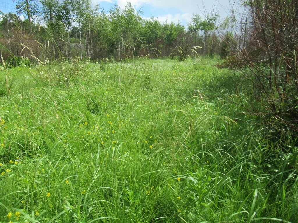 Deschampsia Cespitosa