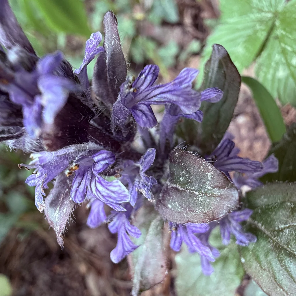 Ajuga Reptans