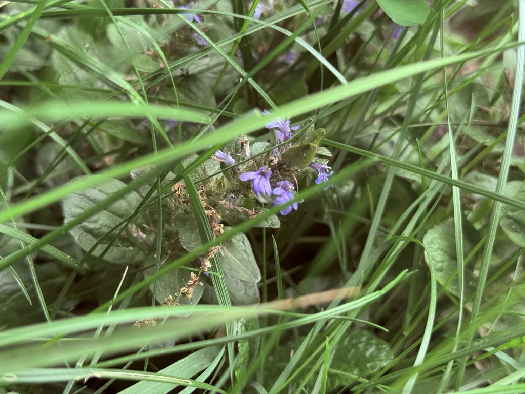 Ajuga Reptans
