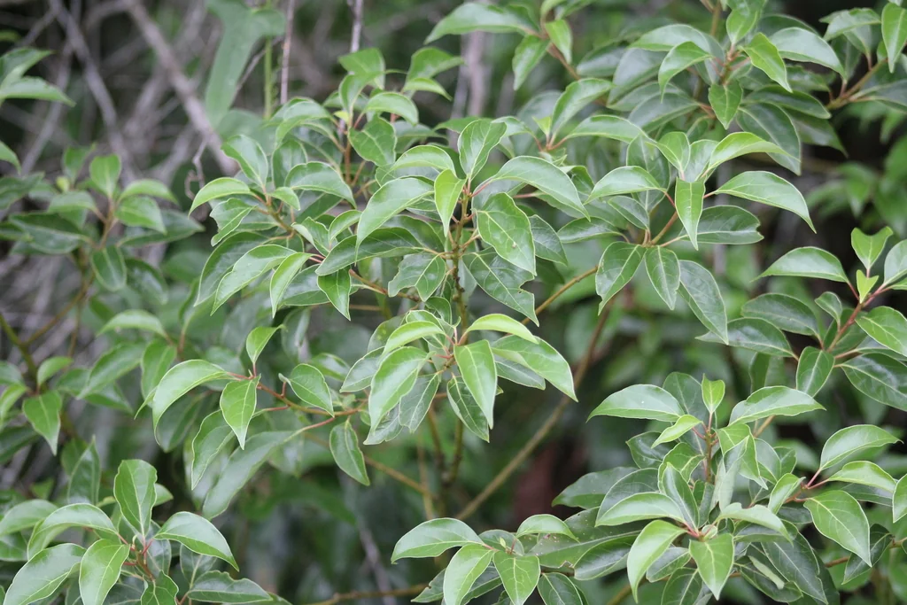Cinnamomum Camphora