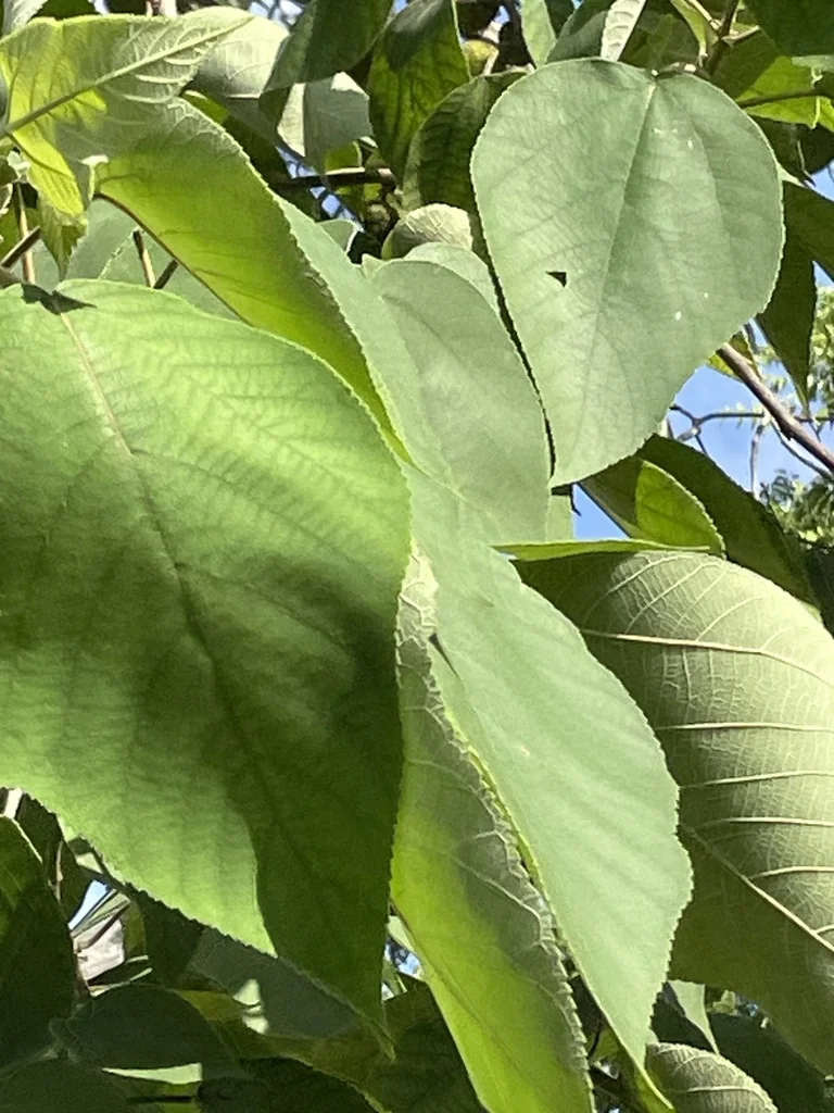 Broussonetia Papyrifera