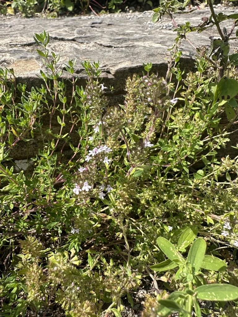 Thymus Vulgaris