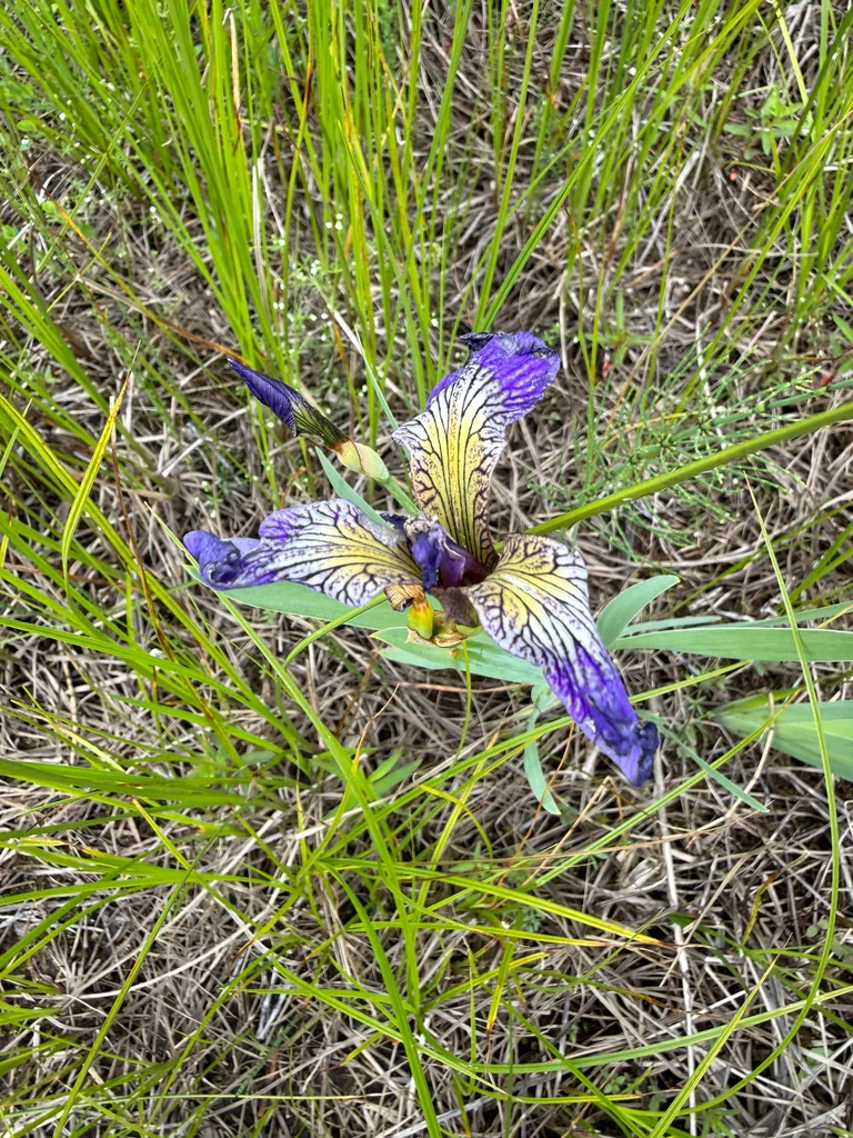 Iris Versicolor