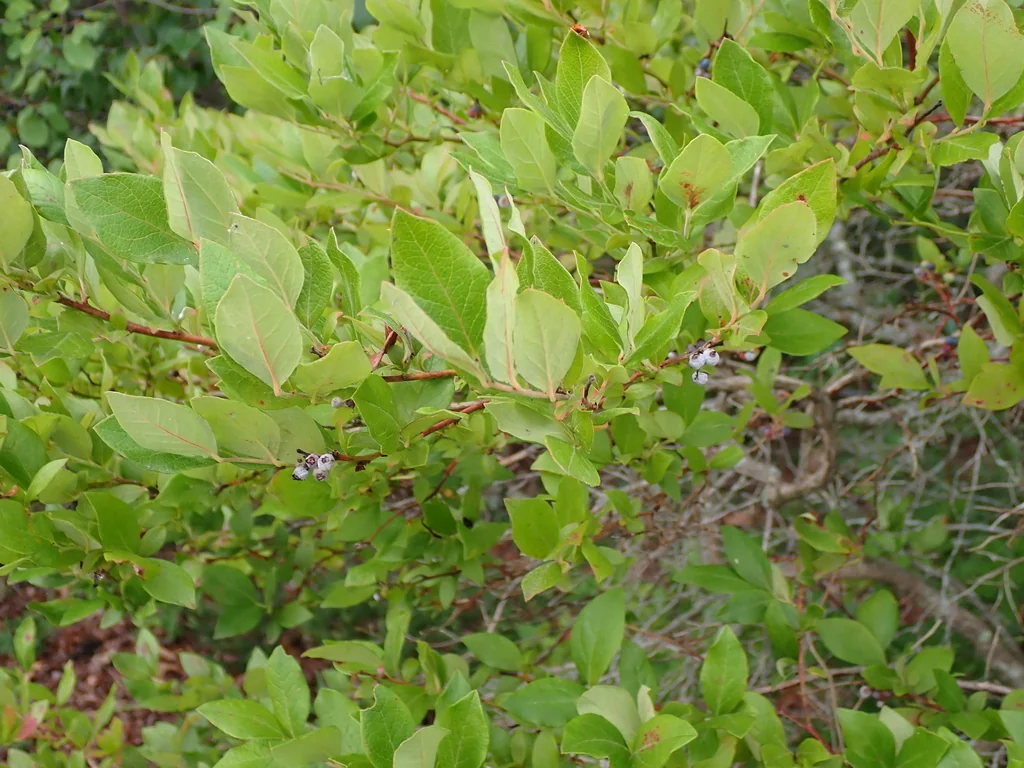 Vaccinium Corymbosum